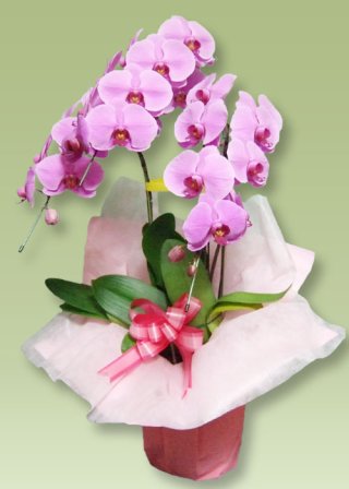 開店祝い 誕生日プレゼントにおすすめのピンクの胡蝶蘭です