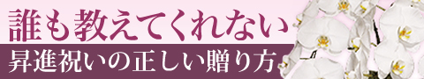 昇進祝いのお花の贈り方 胡蝶蘭専門店 アリス ガーデン