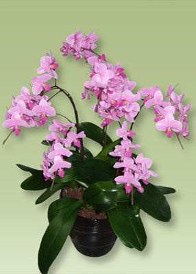 鮮やかなピンクの胡蝶蘭ミディピンクをギフトとして贈りたいですね 通販特別価格で販売致します